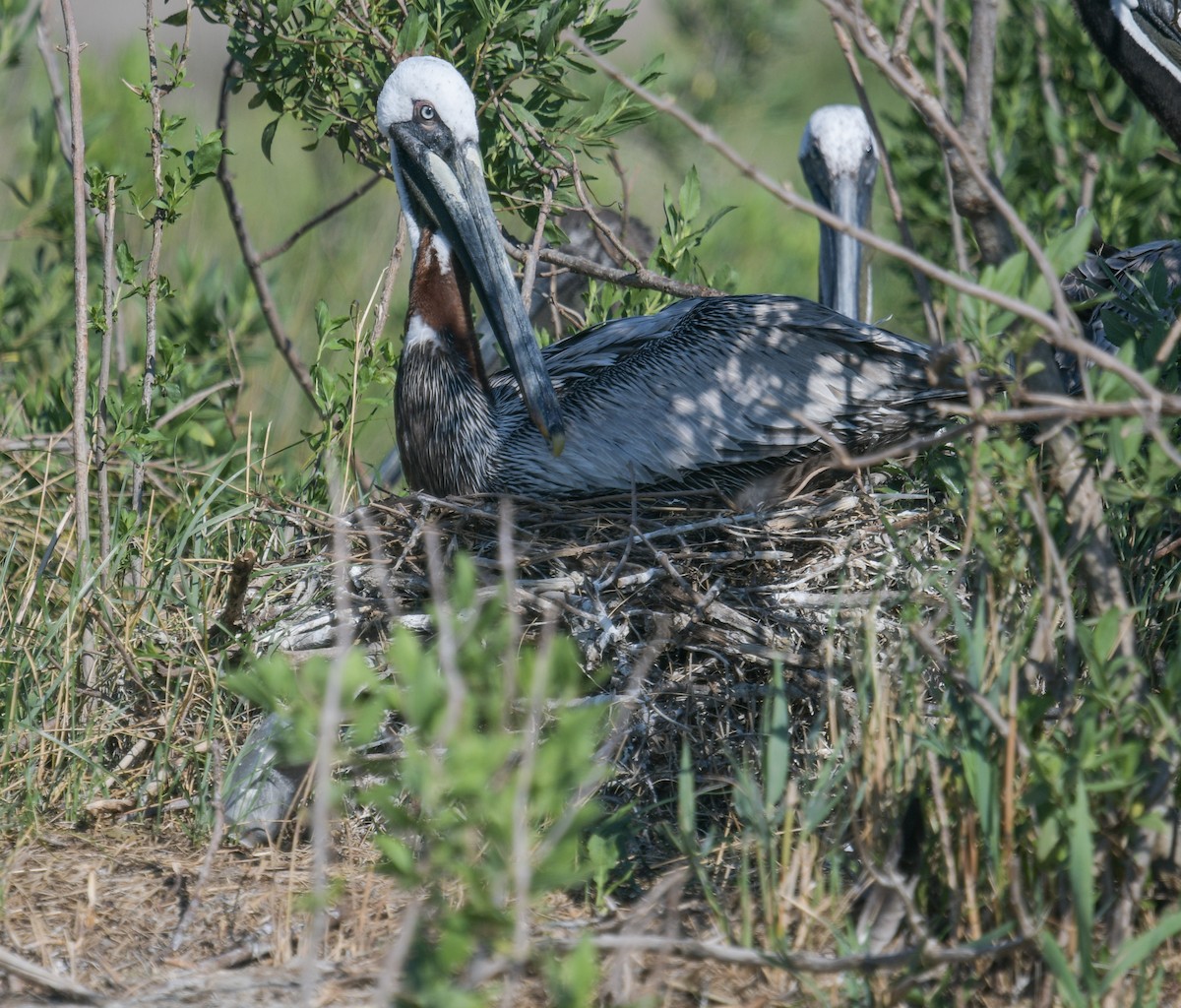 Brown Pelican - ML620488382