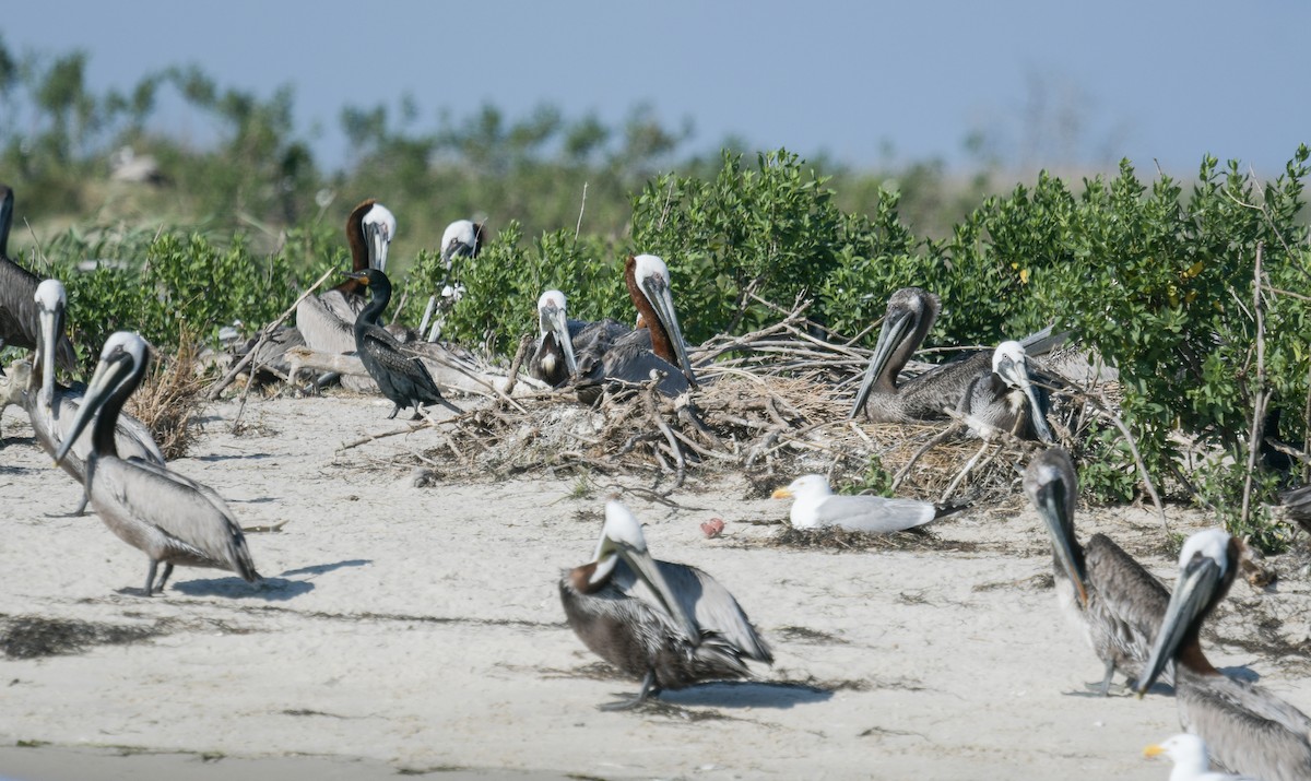 Brown Pelican - ML620488383