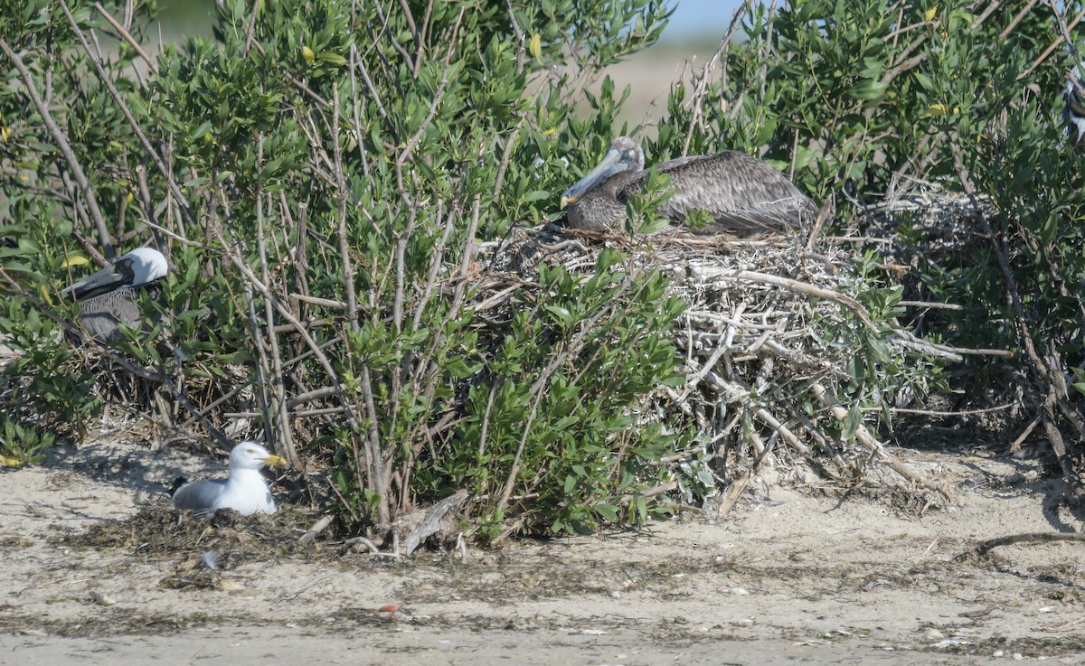 Brown Pelican - ML620488384