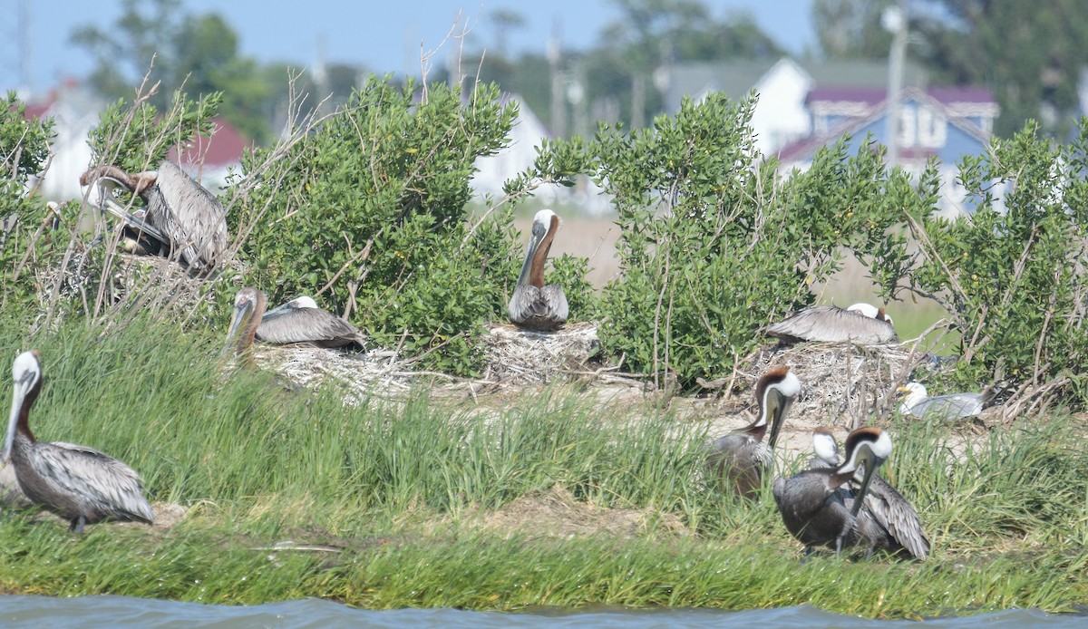 Brown Pelican - ML620488387