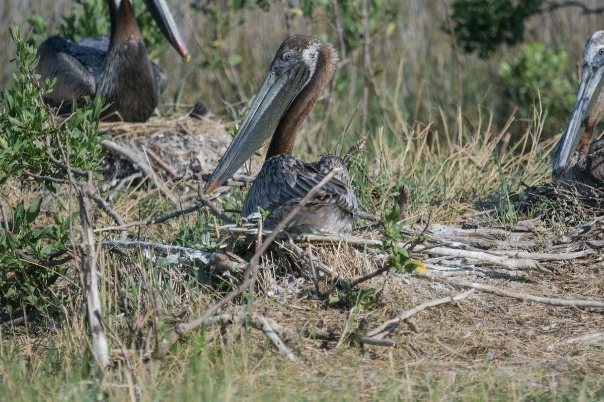 Brown Pelican - ML620488388