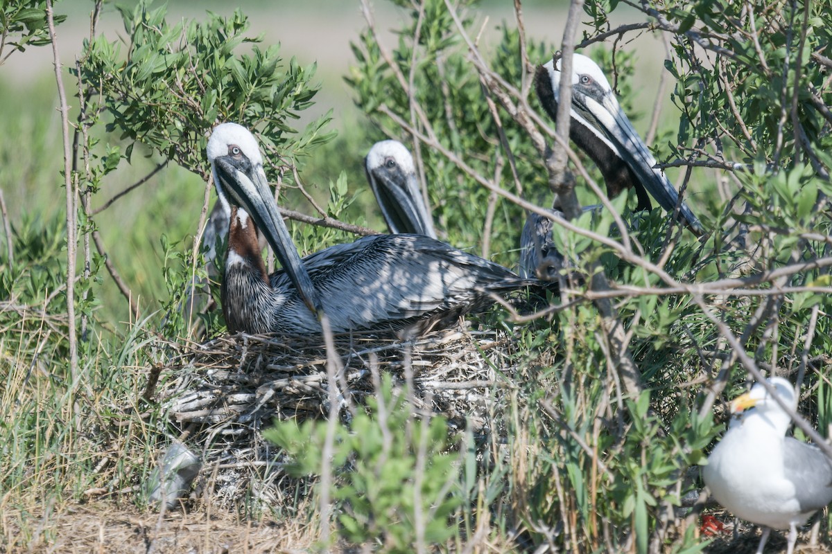 Brown Pelican - ML620488389