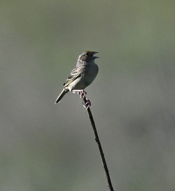 Grasshopper Sparrow - ML620488399