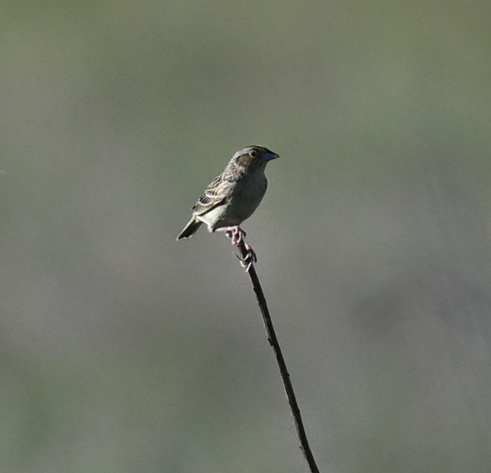 Grasshopper Sparrow - ML620488400
