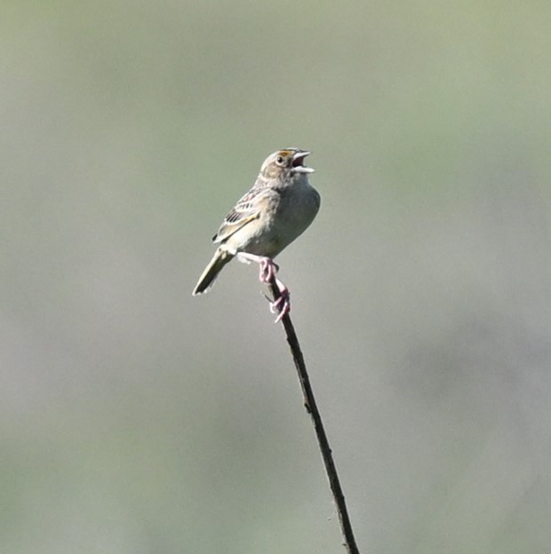 Grasshopper Sparrow - ML620488401