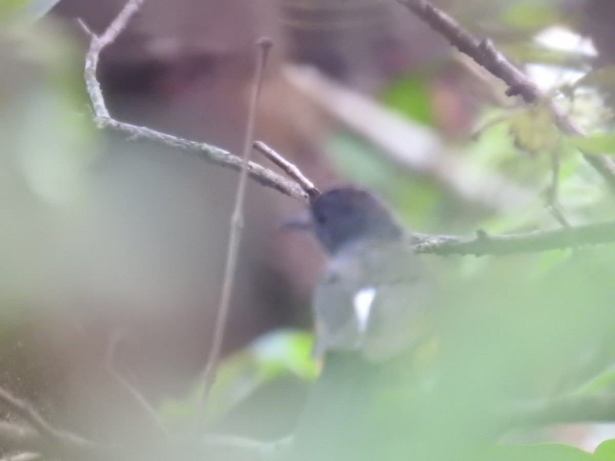 White-rumped Shama - ML620488403