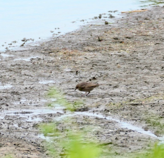 European Starling - ML620488405