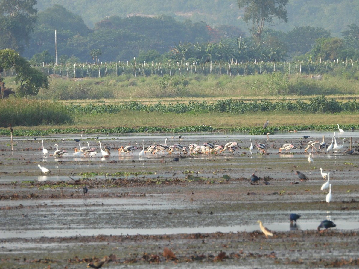 Painted Stork - ML620488407