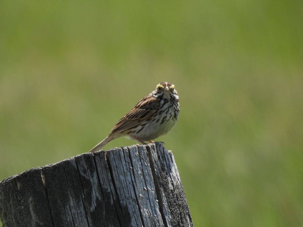 Savannah Sparrow - ML620488414