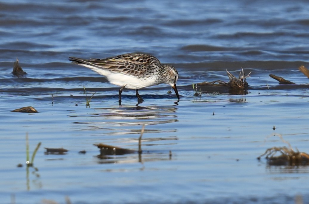 White-rumped Sandpiper - ML620488416