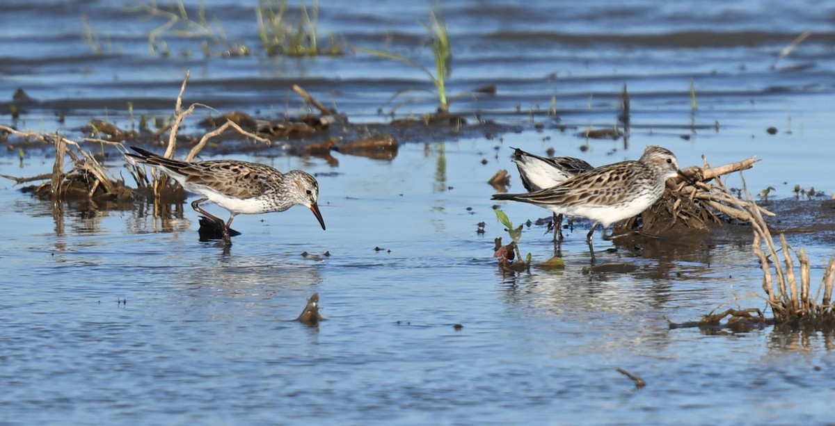 White-rumped Sandpiper - ML620488419