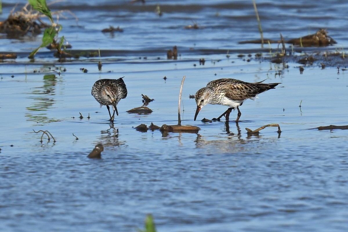 Weißbürzel-Strandläufer - ML620488420