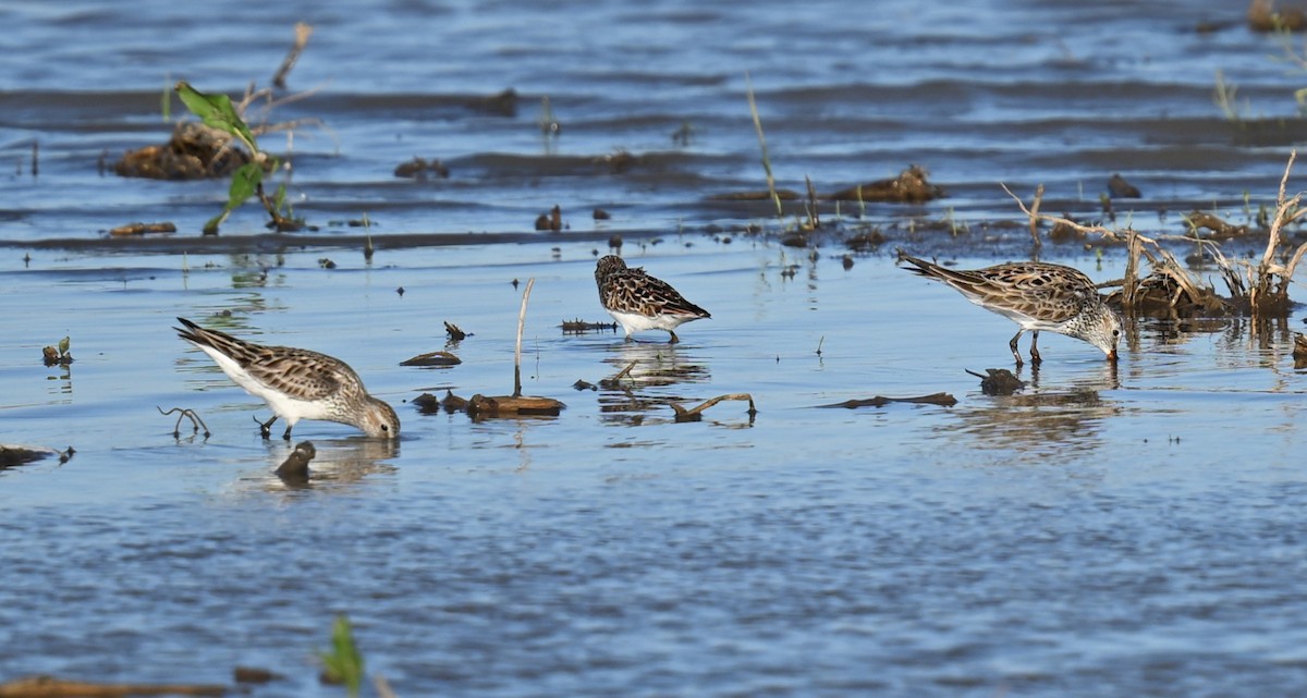 Weißbürzel-Strandläufer - ML620488421