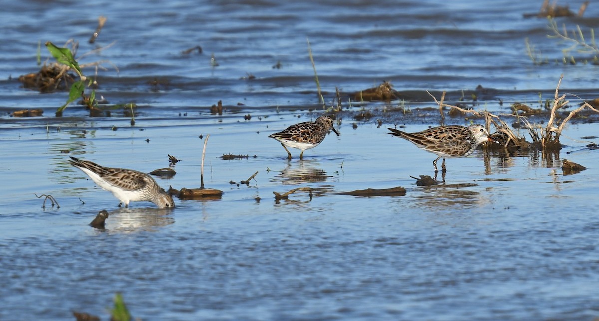 Weißbürzel-Strandläufer - ML620488422