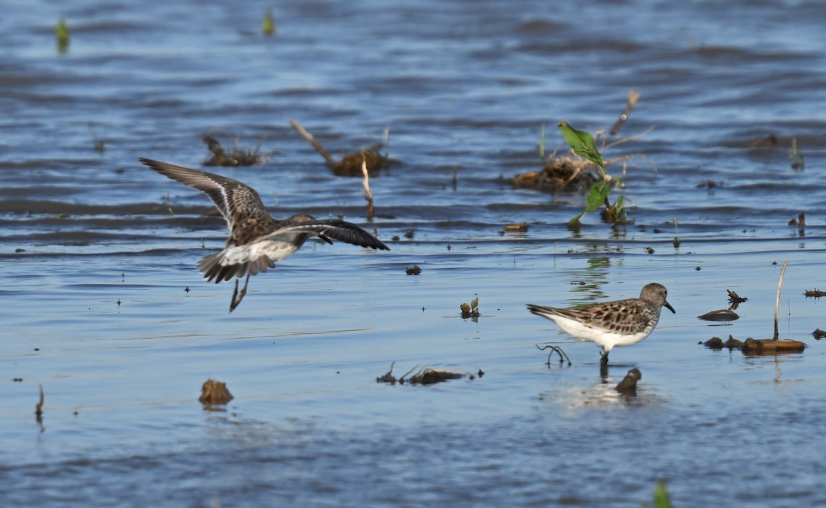 White-rumped Sandpiper - ML620488423