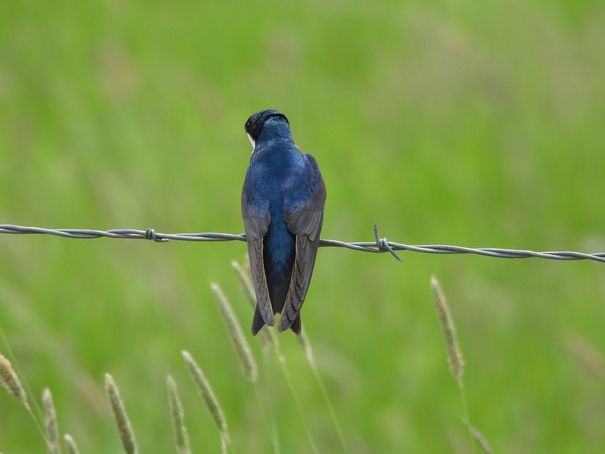 Tree Swallow - ML620488431