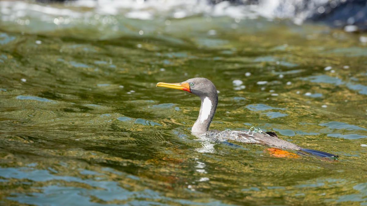 Red-legged Cormorant - ML620488432