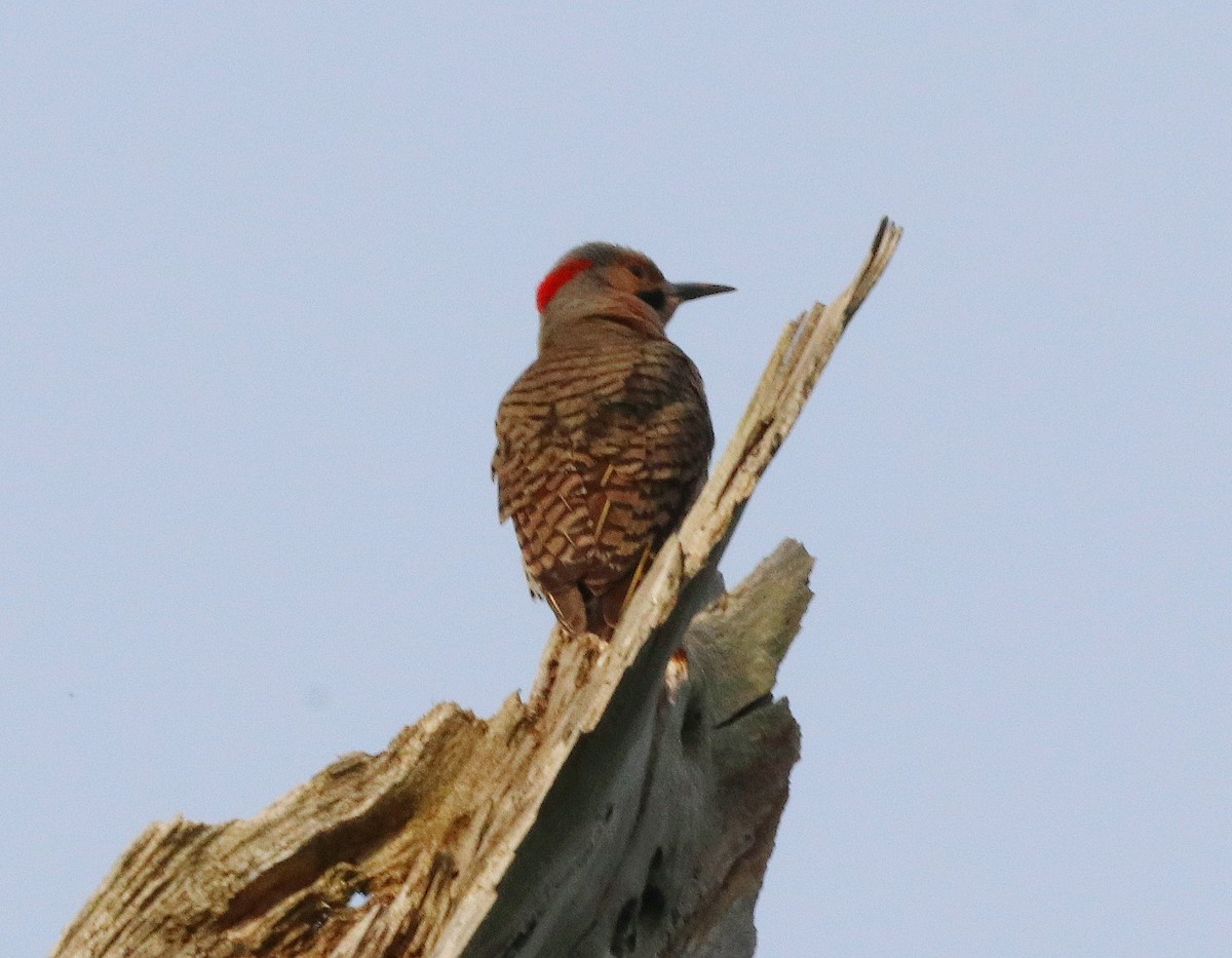 Carpintero Escapulario - ML620488433