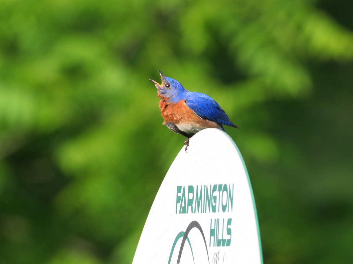 Eastern Bluebird - ML620488434