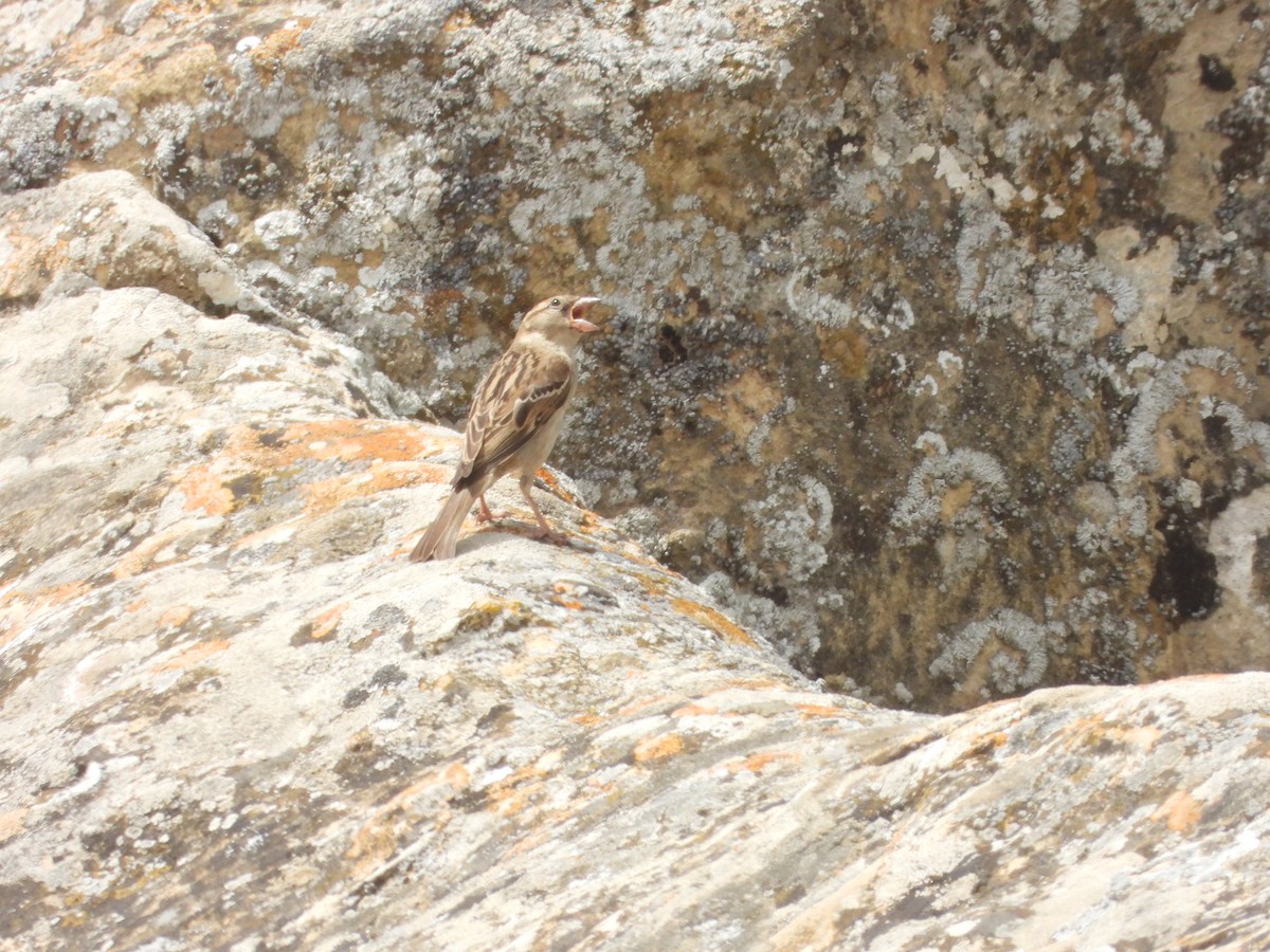 House Sparrow - ML620488437