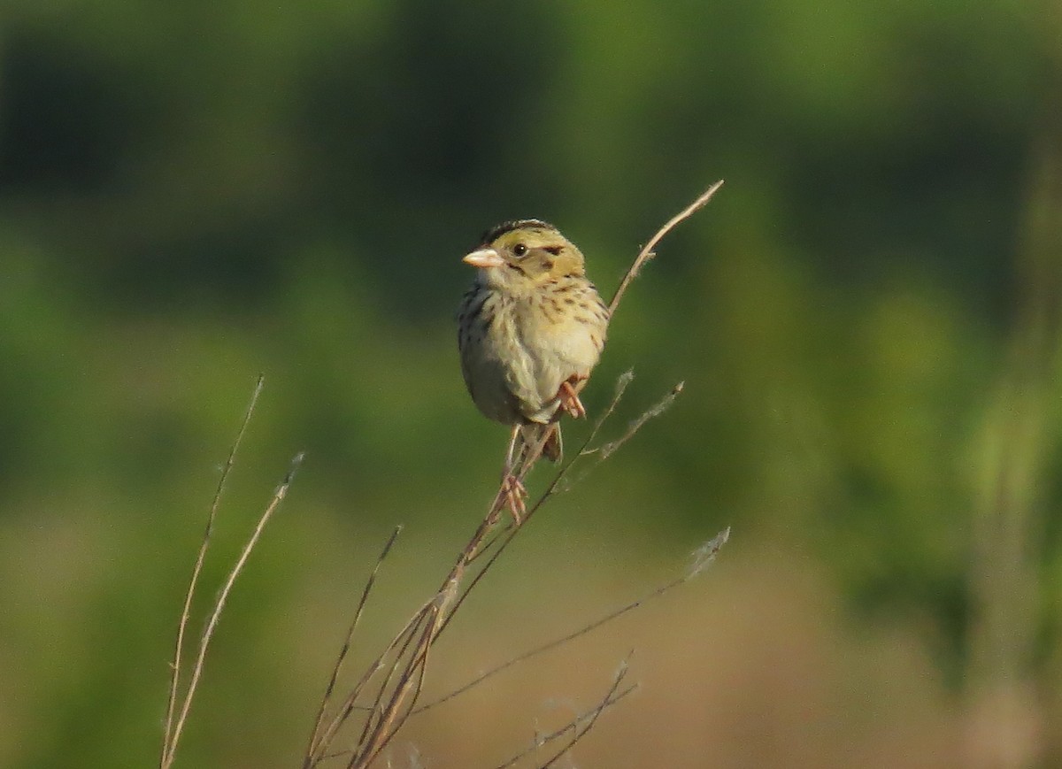 Henslow's Sparrow - John Meredig