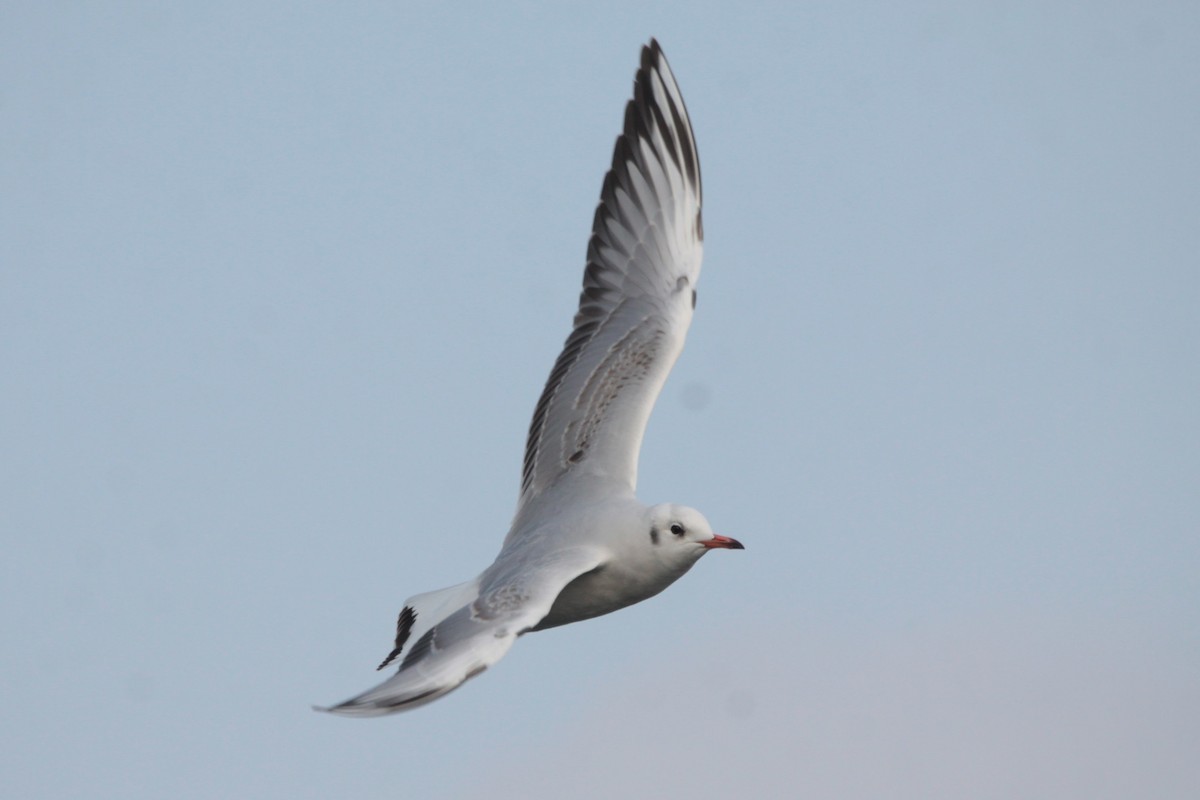 Black-headed Gull - NANASE NISHINO