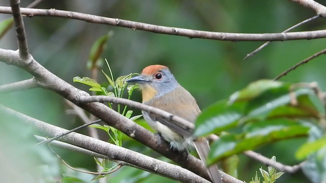 Rufous-capped Nunlet - ML620488445