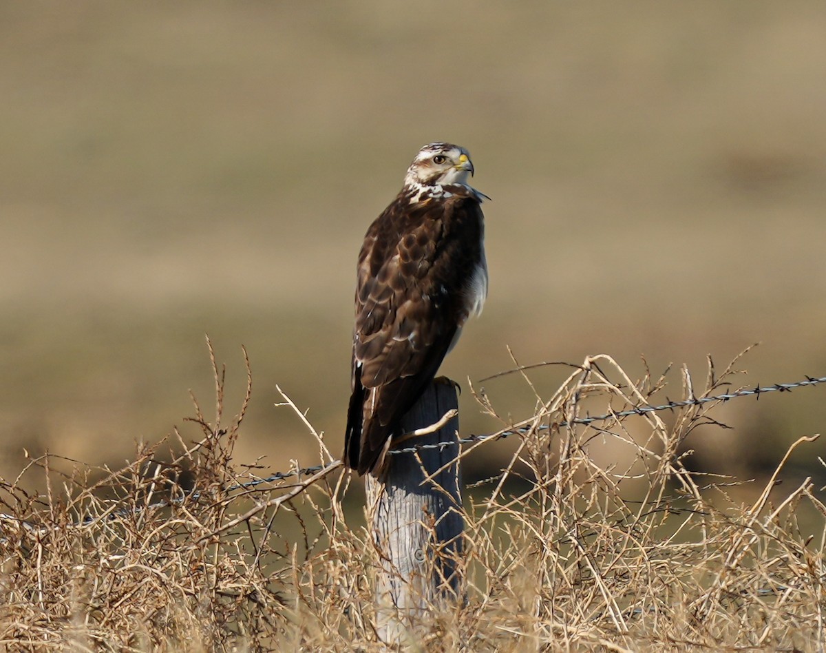 Swainson's Hawk - ML620488453