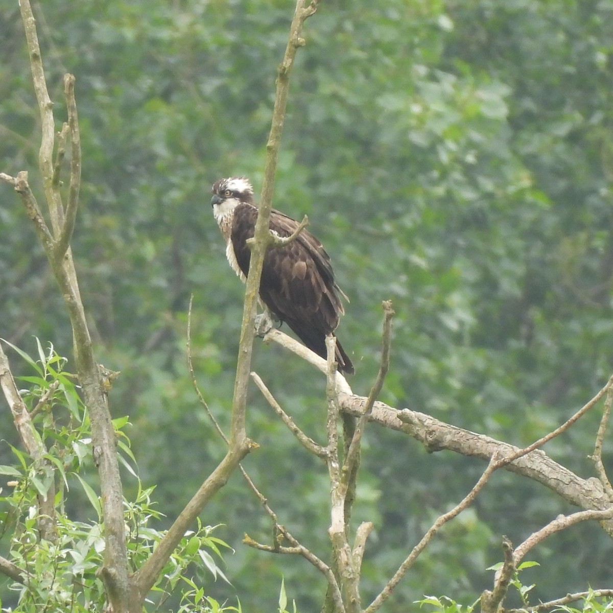 Águila Pescadora - ML620488459