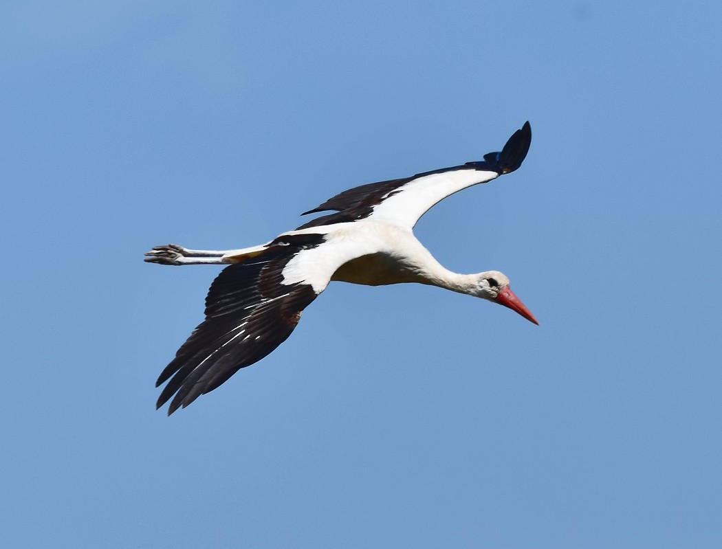 White Stork - ML620488461