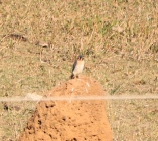 American Kestrel - ML620488466