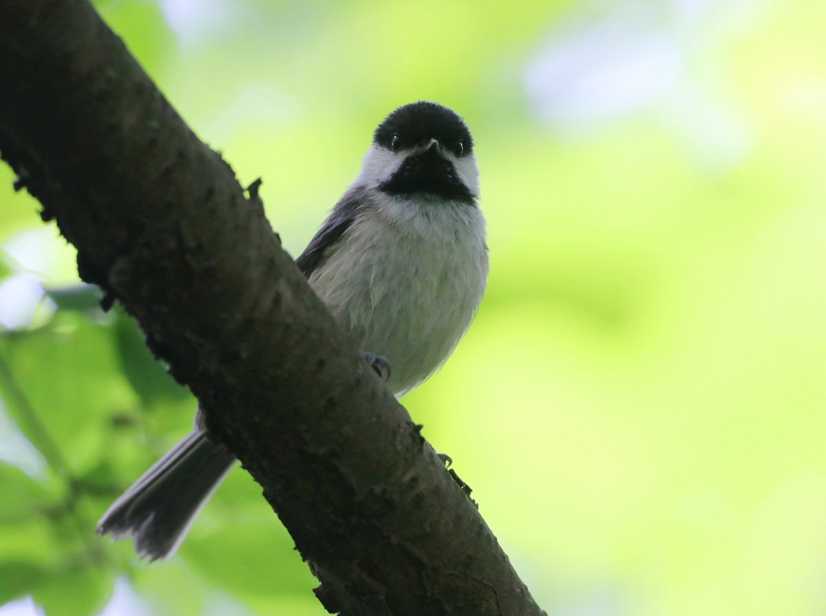 Black-capped Chickadee - ML620488470