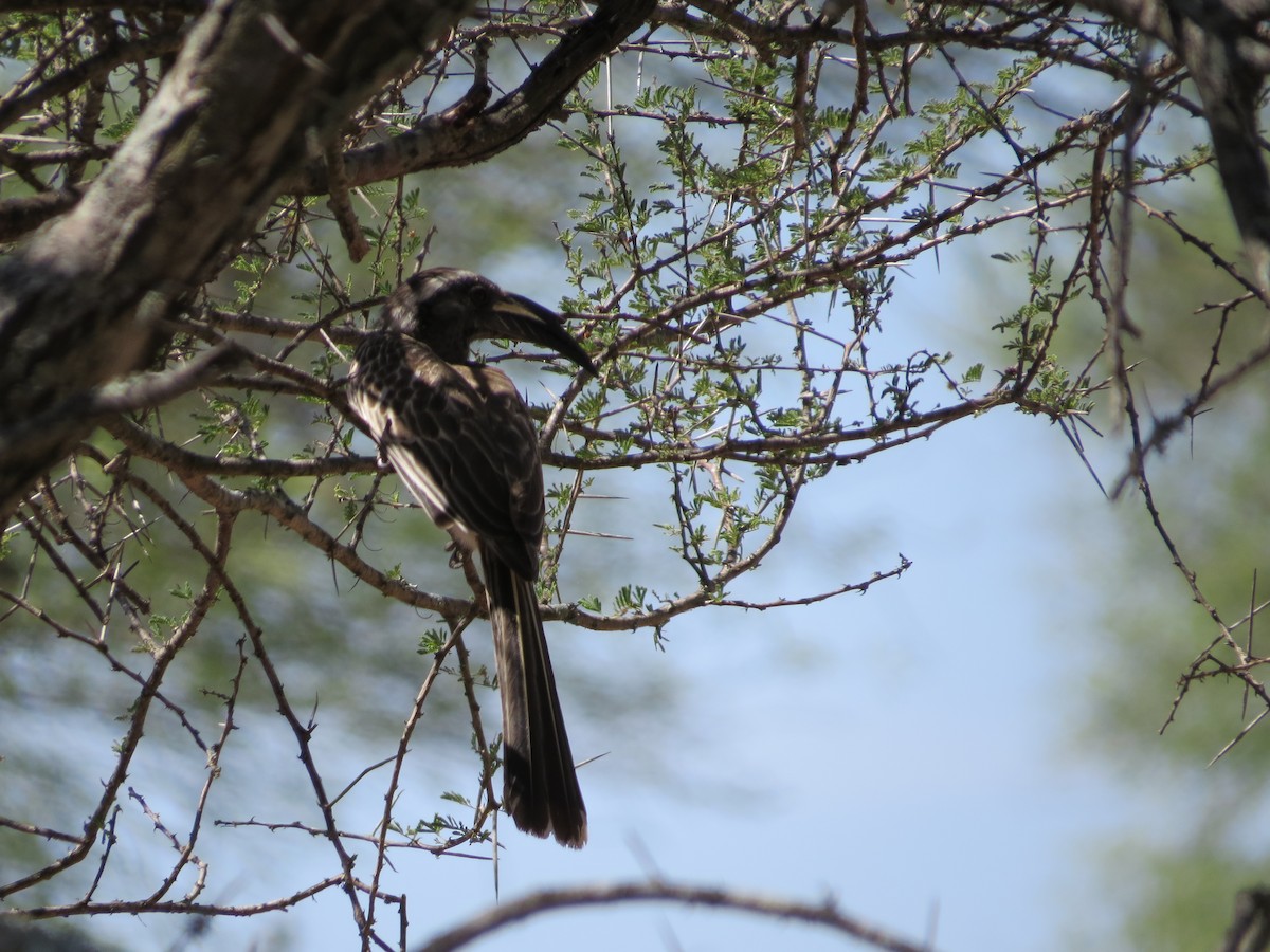 African Gray Hornbill - ML620488471