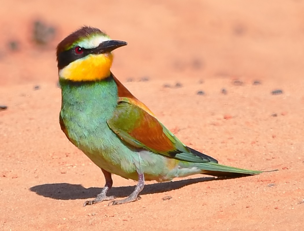 European Bee-eater - ML620488476