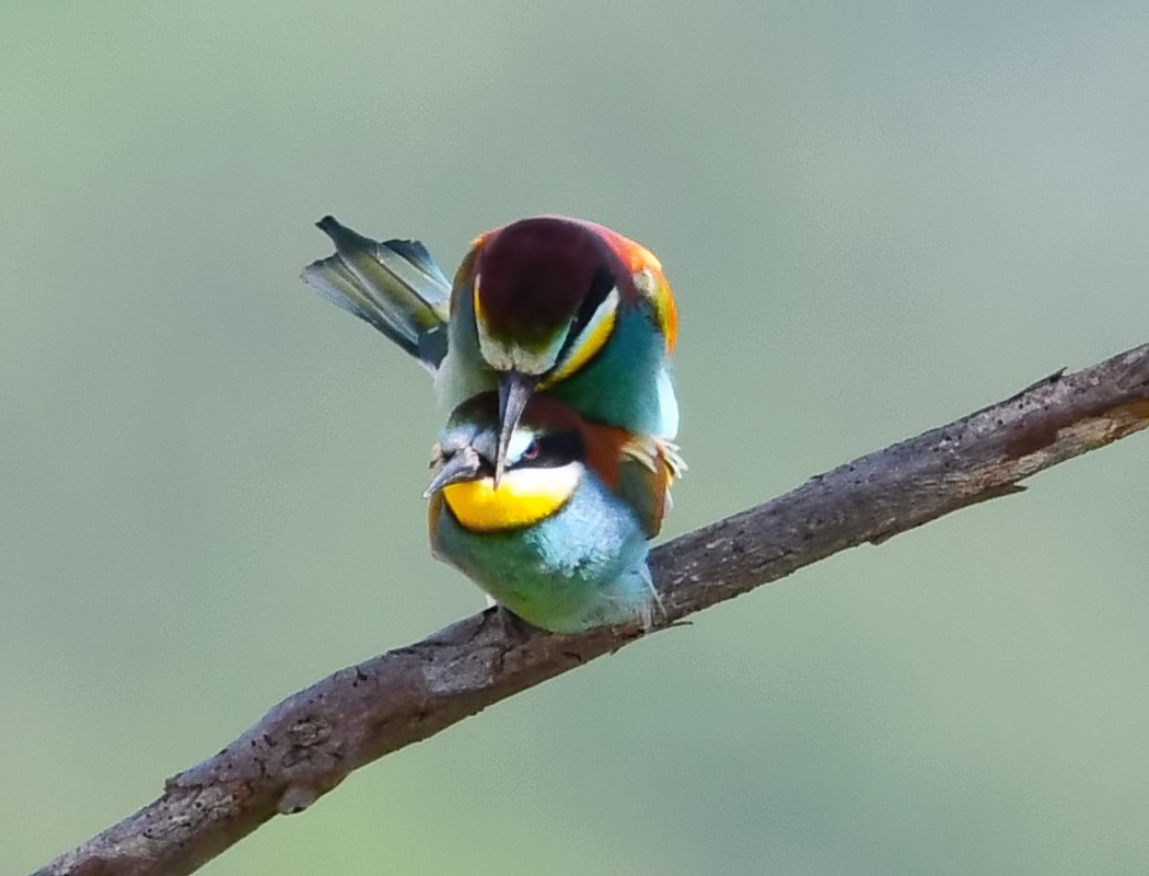 European Bee-eater - ML620488477