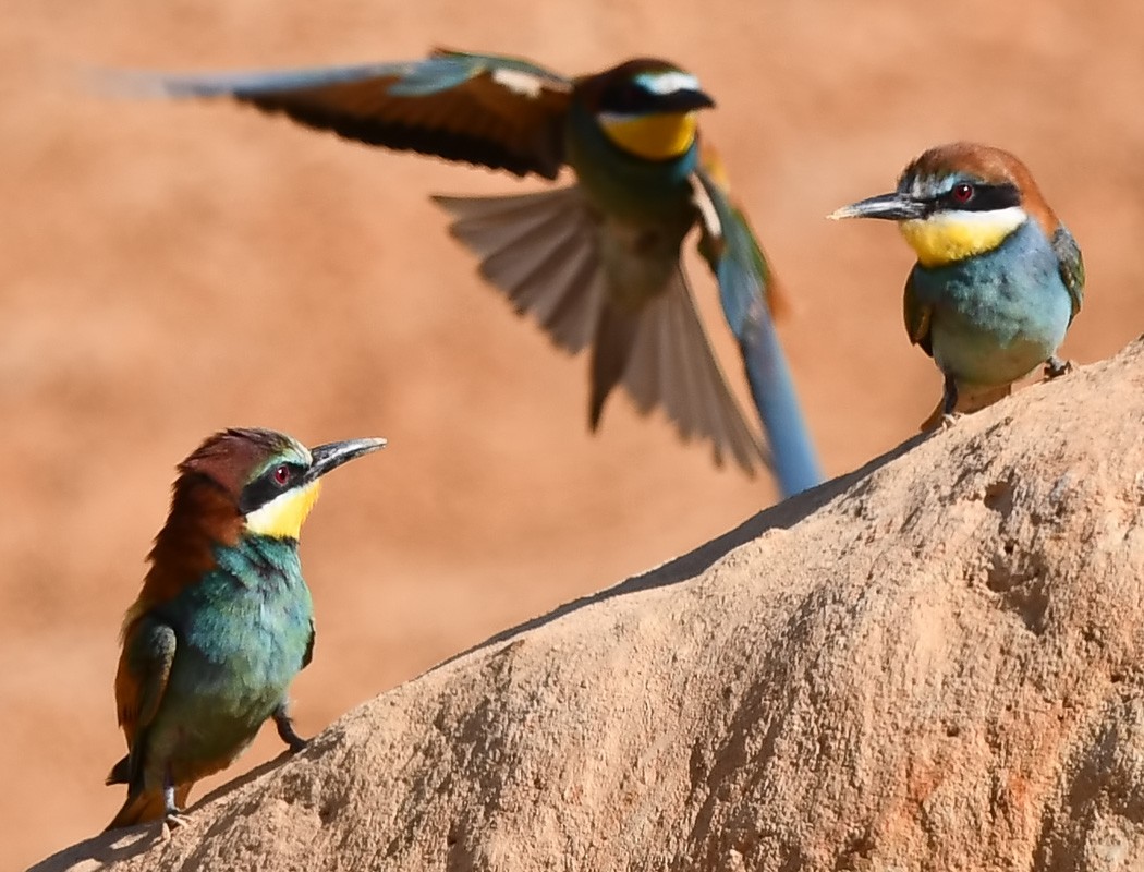 European Bee-eater - ML620488478