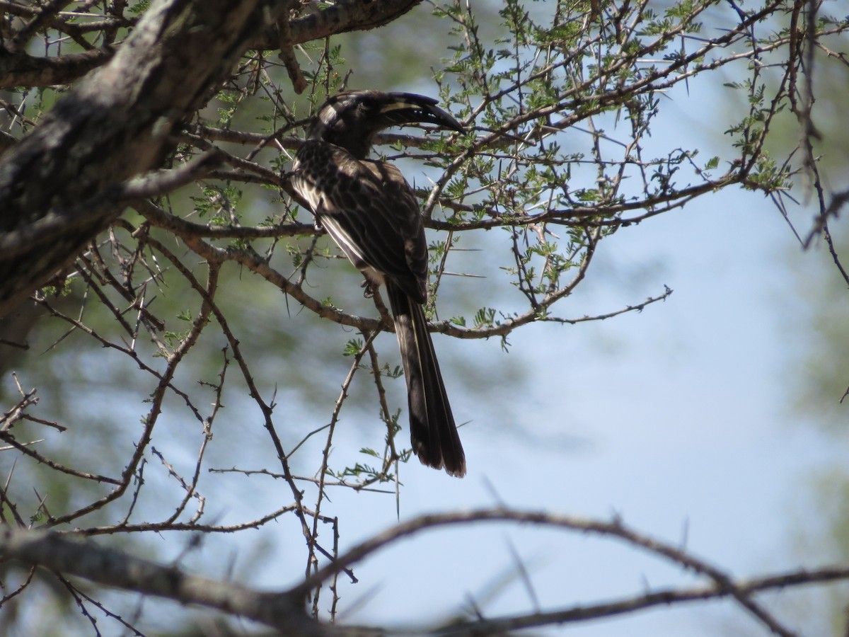 African Gray Hornbill - ML620488481