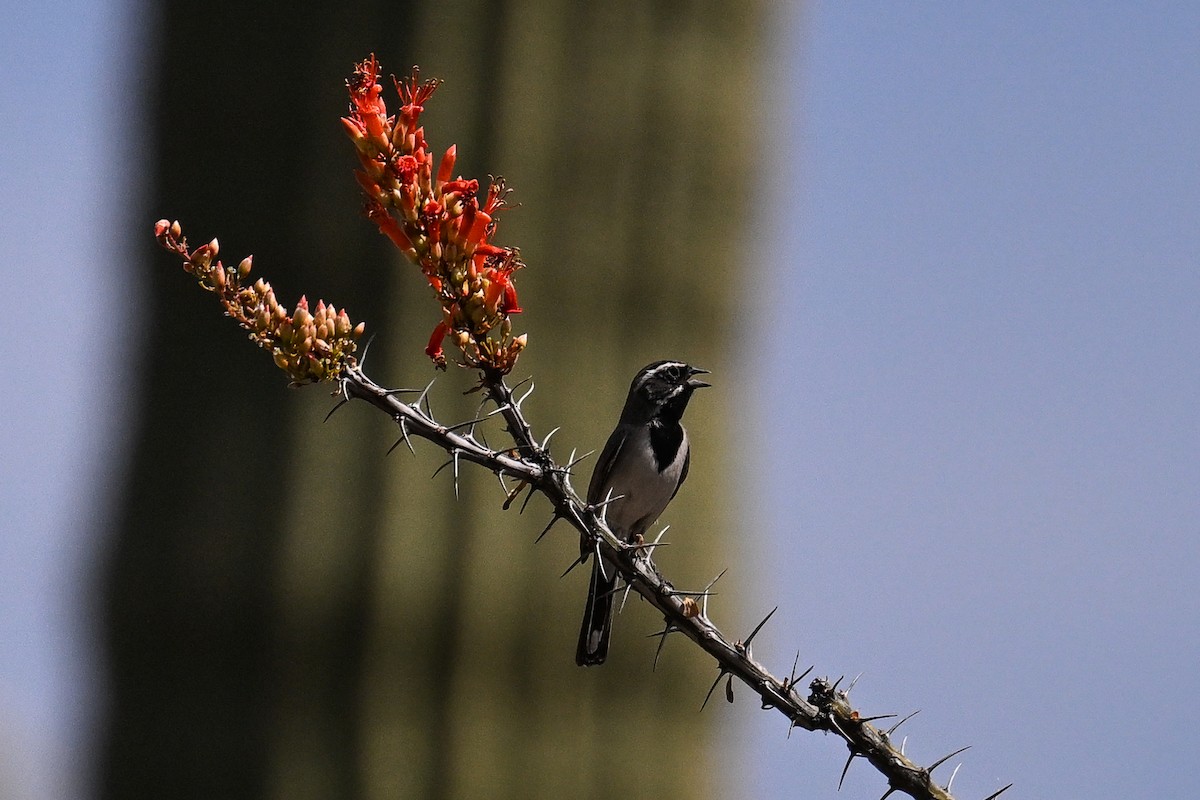 Black-throated Sparrow - ML620488482