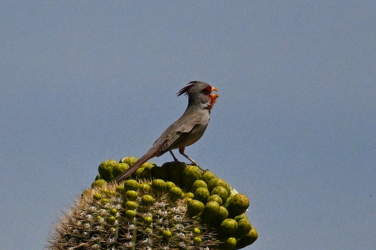 Cardinal pyrrhuloxia - ML620488484