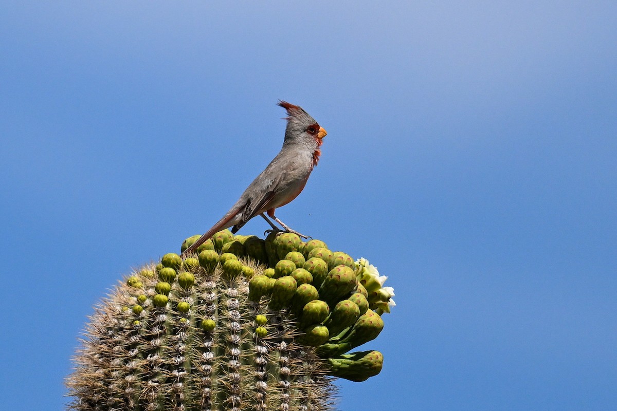 Cardinal pyrrhuloxia - ML620488485