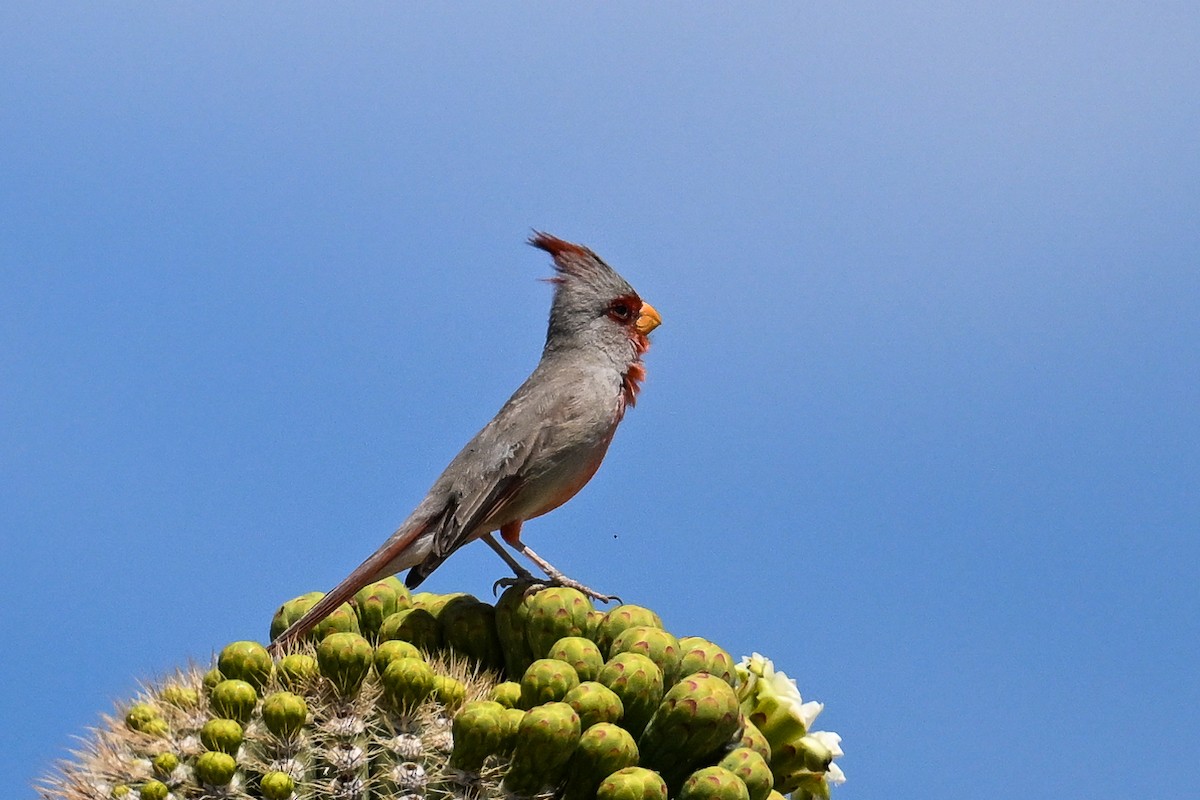 Cardinal pyrrhuloxia - ML620488486