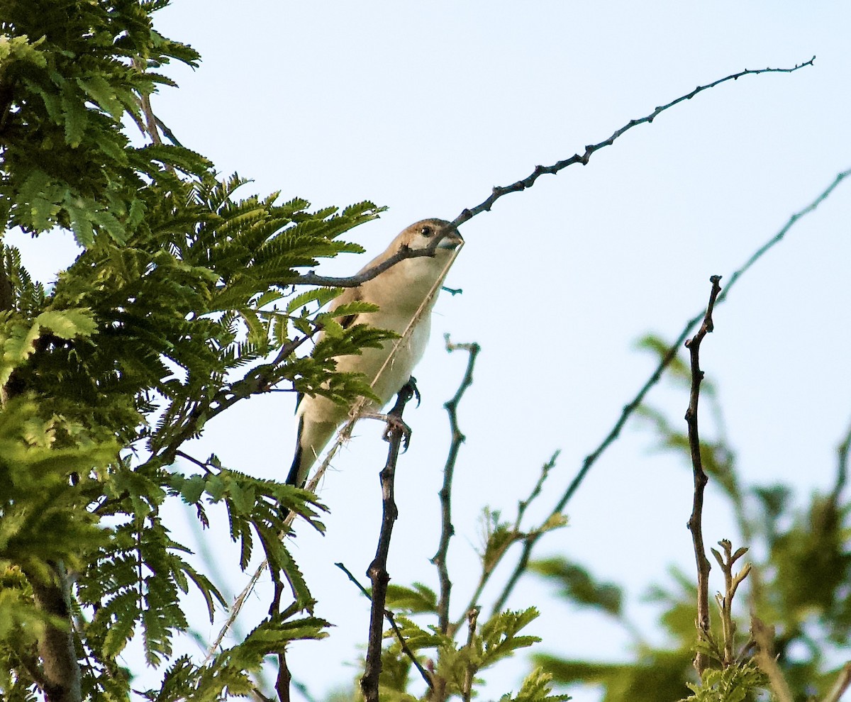 白喉文鳥 - ML620488487