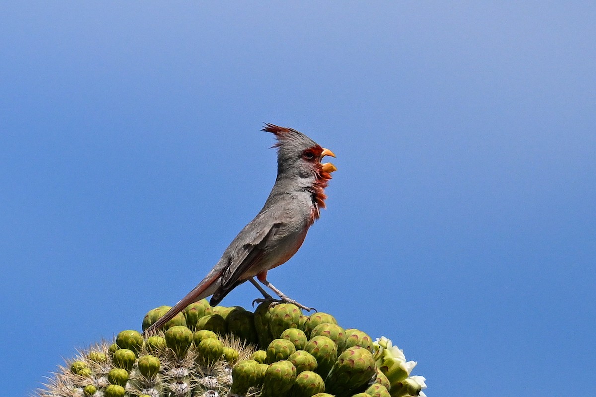 Cardinal pyrrhuloxia - ML620488494