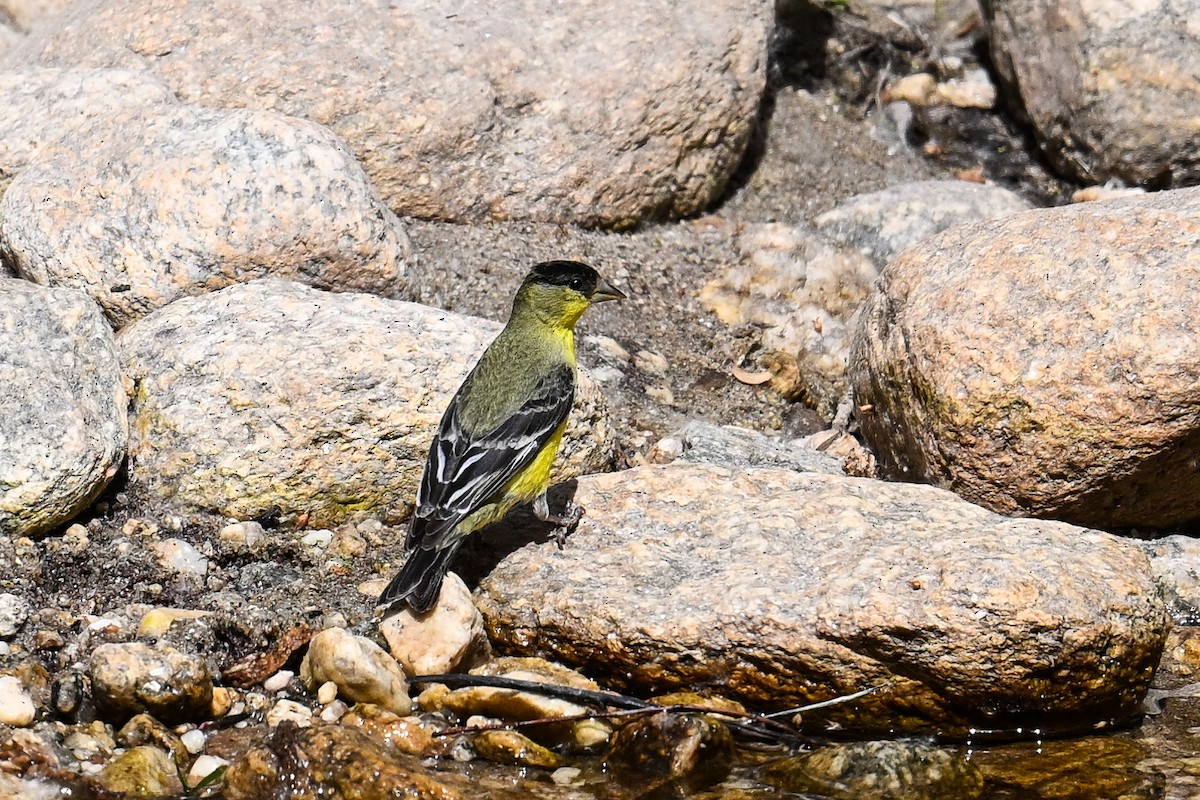 Lesser Goldfinch - ML620488498