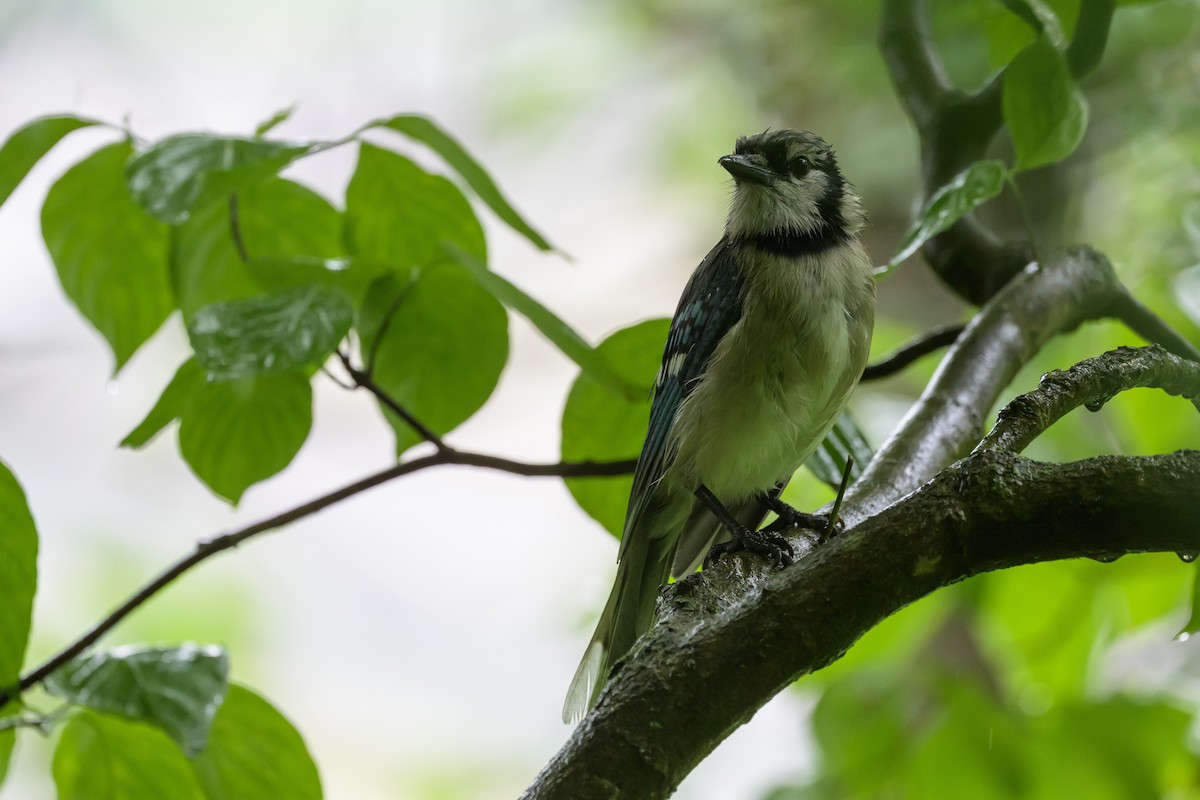 Blue Jay - ML620488506