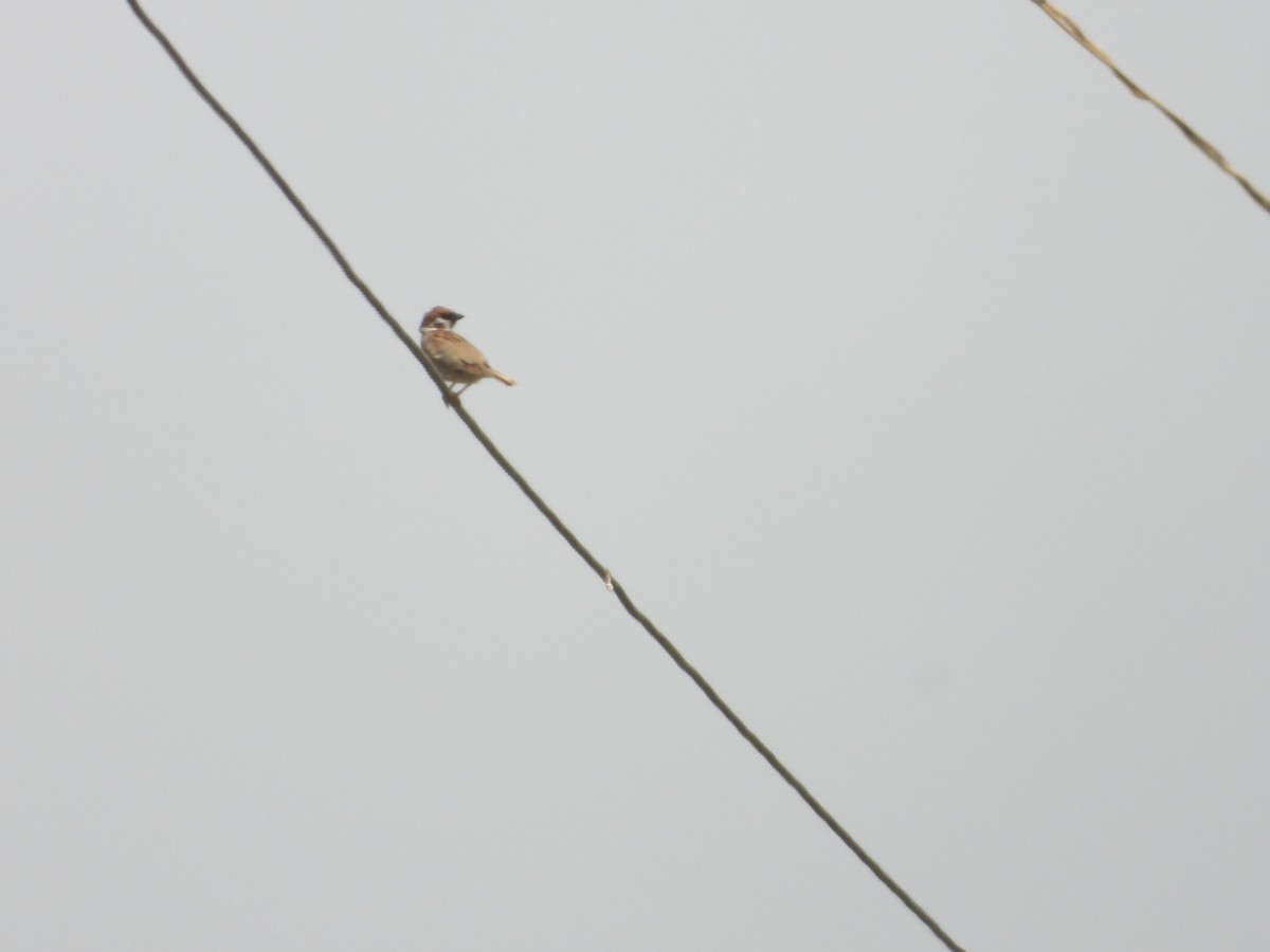 Eurasian Tree Sparrow - ML620488513