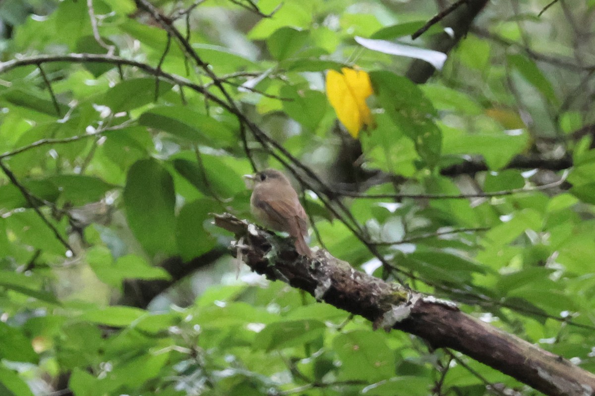 Brown-breasted Flycatcher - ML620488516