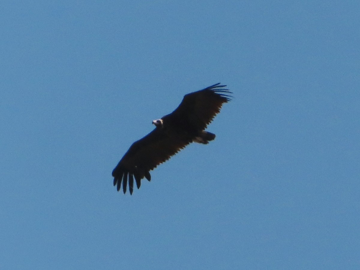 Cinereous Vulture - ML620488519