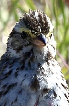 Savannah Sparrow - ML620488520