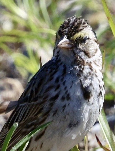 Savannah Sparrow - ML620488521